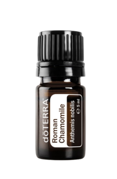 Roman Chamomile (Römische Kamille) Anthemis nobilis 5 ml. Flasche